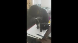 Cat won't let me work