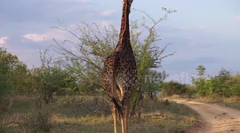 Giraffe Walking Away