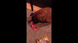 Dog opens present