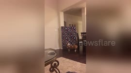 Newsflare Edit - #whatthefluffchallenge ???? https://t.co/48pNXWoLPc