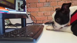 Cute puppy at work