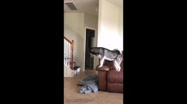 Husky magic trick. #WhatTheFluffChallenge