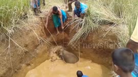 Local residents and forest officials rescue baby elephant from 12ft well in Sri Lanka