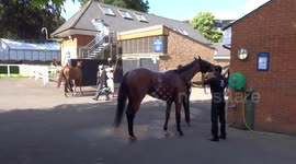Horses showered by grooms at the end of racing day at Royal Ascot