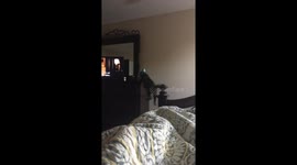 Pregnant cat trying to jump falls