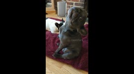 Crazy funny dancing pug French bull dog