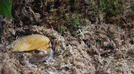 Sea life - Exotic yellow frog