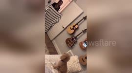 Adorable dog duped by the viral #WhatTheFluffChallenge