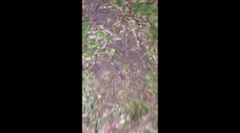 Fastest Animals Alive?