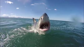 Watch a great white shark lunge right at a GoPro camera as it launches out of the water