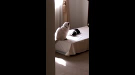 CAT WRESTLING