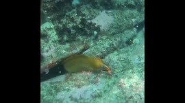 Rock Cod Attacks Camera