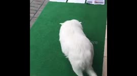 Dog Orakle Soccer Football Germany vs Sweden