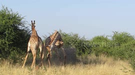 Male giraffes do battle in fascinating style