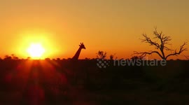 Giraffe gracefully walks past breath taking sunset