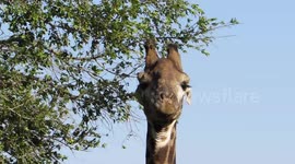 Giraffe feeds using its incredibly long tongue