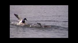 Two mallards fight while mating with female duck