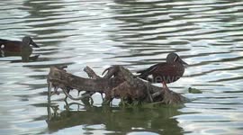 Australian Shoveler Duck males competing to perch on a log