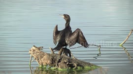 A Little Black Cormorant drying its wings