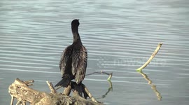 A Little Black Cormorant preening