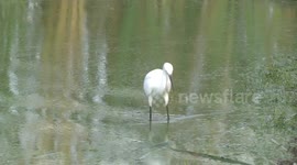 A Little Egret hunting - stirring blue-green algal bloom-ridden water with its foot
