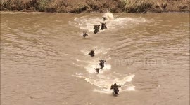 Great wildebeest migration between Masai Mara and the Serengeti