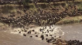 Wildebeest migration - raw footage 1