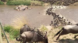 Wildebeest migration - raw footage 2