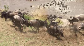 Wildebeest migration - raw footage 3