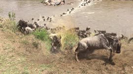 Wildebeest migration - raw footage 4