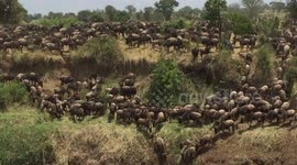 Wildebeest migration - raw footage 5