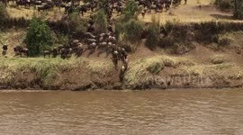 Wildebeest migration - raw footage 6