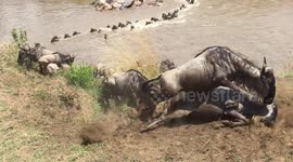 Wildebeest migration - raw footage 7