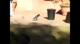 Crow collecting garbage and putting it in dustbin