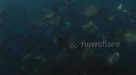 Schooling mobula rays in Cabo Pulmo National Park, Mexico