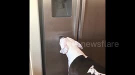 Smart pitbull knows how to get ice cubes from refrigerator
