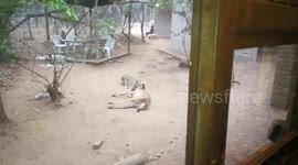 Leopard takes down a Nyala in Kruger National Park