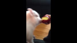 Mini pig eating an apple