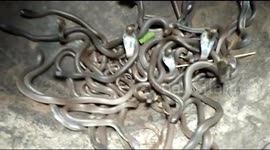 Rescue of 101 baby cobras sparks experts’ outcry