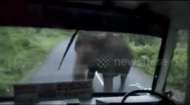 Terrifying moment mother elephant charges bus carrying 60 passengers to protect calf