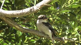 An Australian Laughing Kookaburra perching - hoping to steal from our picnic table