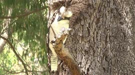 A Laughing Kookaburra perching, alert - waiting to steal our food!
