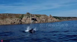 Bottlenose dolphins filmed leaping into the air off Cornish coast