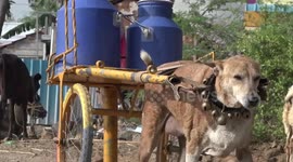 He never misses a round! Indian villagers love this dog who delivers milk by cart
