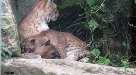 Two adorable Eurasian lynx cubs born at Newquay Zoo