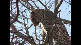 Leopard gets Tree'd by African Wild Dogs
