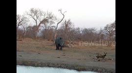 African Wild dogs move out of the way of a Rhino
