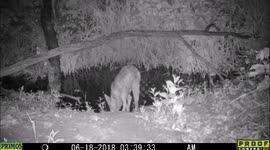 Eva's coyote June2018