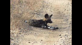 Wild dog pup chased his tail