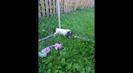 Dancing piglet
